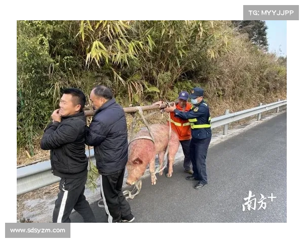 三头生猪烈日下跳车“越狱” 高速收费员和民警搜寻一个多小时找回 三头生猪烈日下跳车“越狱” 高速收费员和民警搜寻一个多小时找回